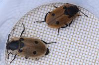 Dendroxena quadrimaculata