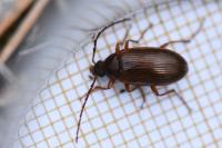 Gonodera luperus