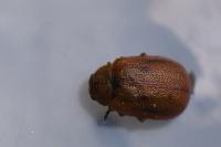 Lochmaea crataegi