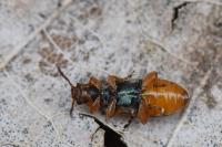 Orsodacne humeralis