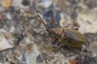 Phyllobius pyri