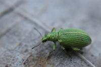 Polydrusus planifrons