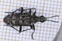 Rhagium inquisitor