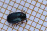 Smaragdina affinis