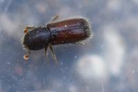 Xylocleptes bispinus