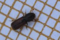 Xylocleptes bispinus