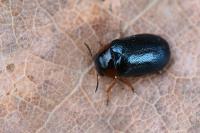 Smaragdina affinis