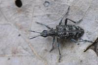 Rhagium inquisitor
