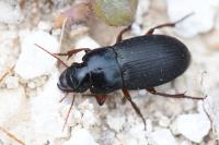 Harpalus