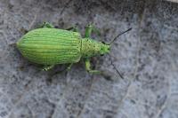 Polydrusus planifrons