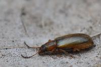 Orsodacne humeralis