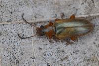 Orsodacne humeralis