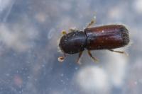 Xylocleptes bispinus