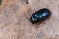Smaragdina affinis
