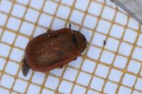 Lochmaea crataegi