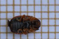 Lochmaea crataegi