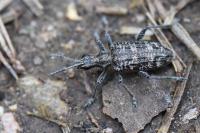 Rhagium inquisitor