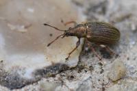 Phyllobius pyri