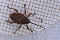 Curculio glandium