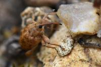 Curculio glandium