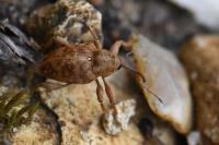 Curculio glandium