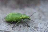 Polydrusus planifrons