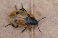 Dendroxena quadrimaculata