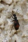 Anthicus antherinus
