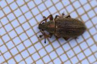 Phyllobius pyri