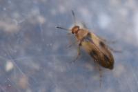 Anaspis maculata