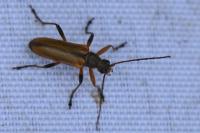 Cortodera humeralis