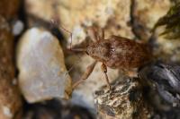 Curculio glandium