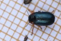 Smaragdina affinis