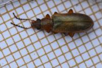 Orsodacne humeralis
