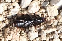 Nebria salina