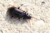 Nebria salina
