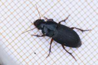 Harpalus