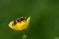 Trichodes alvearius