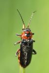 Cantharis rustica