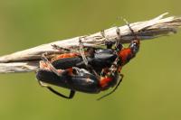 Cantharis rustica
