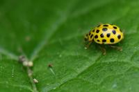 Psyllobora vigintiduopunctata