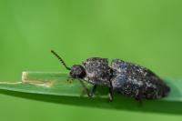 Agrypnus murinus