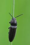 Cidnopus pilosus