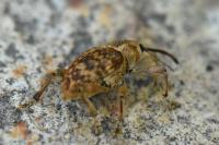 Curculio venosus