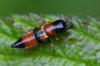 Oxyporus rufus