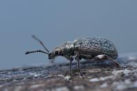 Phyllobius pyri