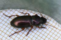 Harpalus affinis