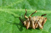 Curculio venosus