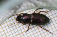 Harpalus affinis
