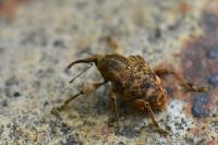 Curculio venosus